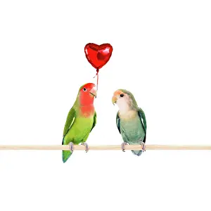 Lovebird: Rosy-faced / Peach-faced Lovebirds one holding heart-shaped