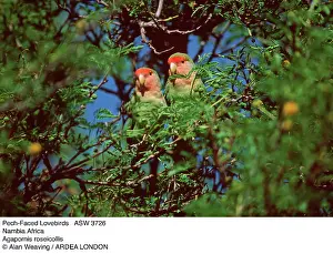 Lovebird: Rosy-faced / Peach-faced / Pastel LOVEBIRD - two in tree