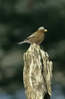 Leucosticte: Rosy Finch