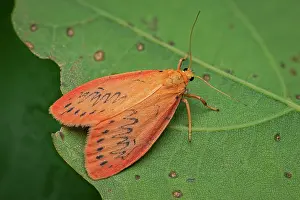 Erebidae: Rosy Footman Moth (Miltochrista miniata) Erebida