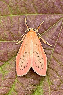 Miniata: Rosy Footman Moth at rest