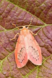 Miniata: Rosy Footman Moth at rest