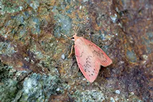 Miniata: Rosy Footman Moth in summer