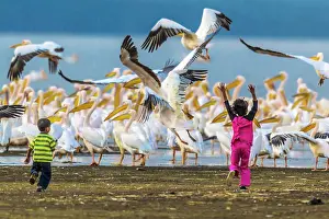 Scaring: Rosy / Great / Eastern White Pelican with