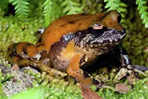 Cycloramphidae: Rosy Ground Frog