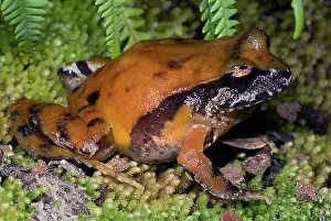 Emergent: Rosy Ground Frog