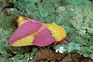 Saturniid: Rosy Maple Moth