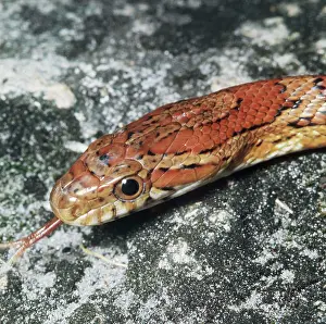 Donna Dickson: ROSY RAT SNAKE - close up of head