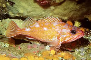 Rosy: ROSY ROCKFISH - NEAR SEA FLOOR