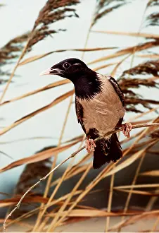 Starlings: Rosy / Rose-coloured starling