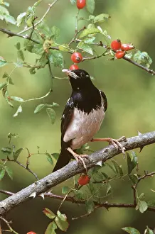 Starlings: Rosy / Rose-coloured starling - perched on branch