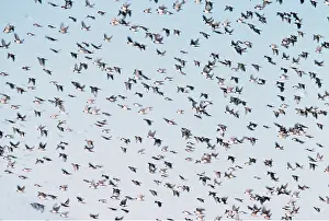 Iran: Rosy / Rose-coloured starlings - flock in flight