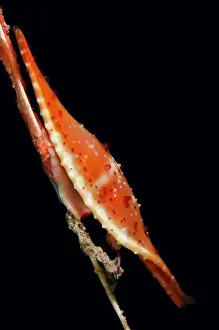 Sedam: Rosy Spindle Cowry - Sedam dive site, Seraya, Kubu