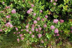 Spiraea: Rosy spiraea
