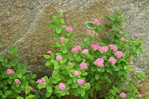 Spirea: Rosy Spirea