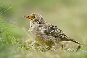 Norwegian: Rosy Starling (Pastor roseus) juvenile