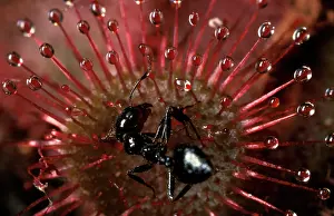 Sundew: Rosy sundew - leaf with trapped ant