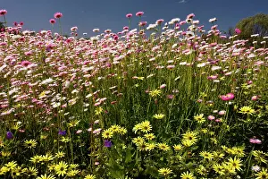 Sunrays: Rosy sunray / pink and white everlasting, (formerly