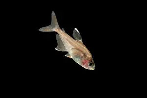 Tetra: Rosy Tetra FISH