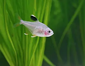 Tetra: Rosy tetra - side view, tropical freshwater