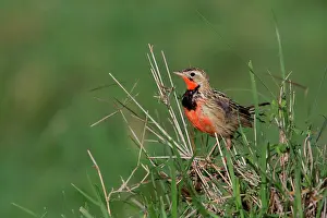 Motacillidae: Rosy-throated Longclaw (Macronyx ameliae) on dry