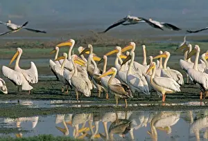 Habtiat: Rosy / White Pelicans in the wetland