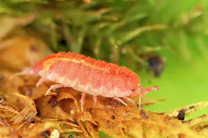 Woodlice: Rosy Woodlouse - pink, on plant