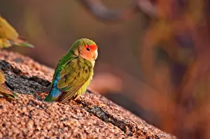 Lovebird: Rosyfaced lovebird - sitting on rock in early