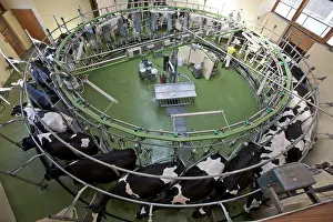 Farmings: Rotary milking parlor and herd of Holstein cows