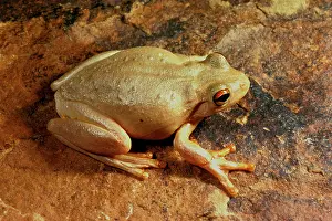 Rothii: RothIs tree frog