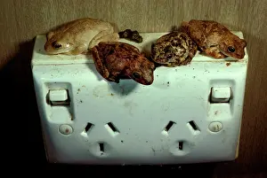 Rothii: RothIs tree frogs