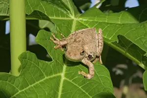 Rothii: Roths Tree Frog