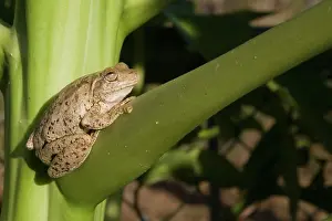 Rothii: Roths Tree Frog