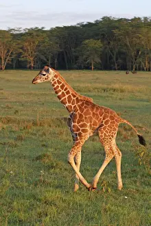 Rothschild: Rothschild Giraffe