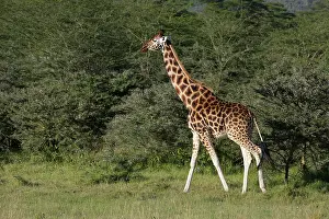 Rothschild: Rothschild Giraffe