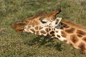 Rothschild: Rothschild Giraffe
