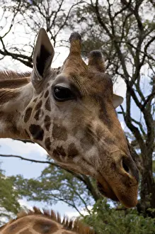 Rothschild: Rothschild Giraffe, Giraffe Center, Nairobi