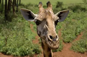 Rothschild: Rothschild Giraffe, Giraffe Center, Nairobi