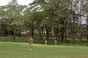 Manor: Rothschild Giraffe, Giraffe Manor, Nairobi