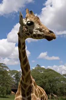 Manor: Rothschild Giraffe, Giraffe Manor, Nairobi