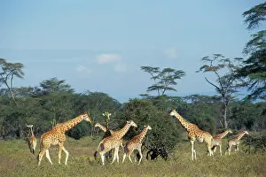 Rothschildi: RothschildIs / Baringo GIRAFFE - family group