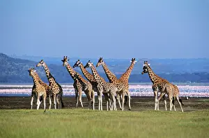 Rothschildi: RothschildIs Giraffe - Group by lake - Flamingos