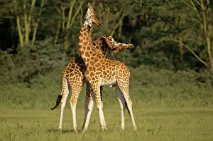 Rothschilds: RothschildIs Giraffe - play-fighting