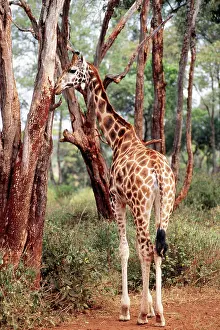 Rothschild: Rothschild's / Baringo Giraffe
