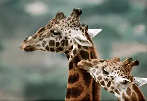 Greeting: Rothschild's / Baringo GIRAFFE