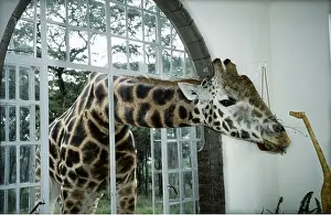 Andrea Florence: Rothschild's / Baringo GIRAFFE - with head through