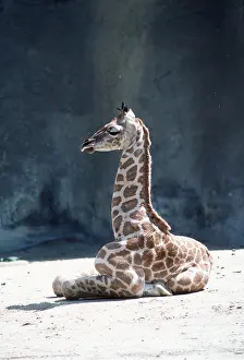 Uganda: Rothschild's / Baringo GIRAFFE - young, resting
