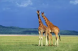 Rothschild: Rothschild's Giraffe