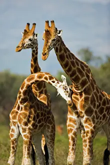 Exercise: Rothschild's Giraffe