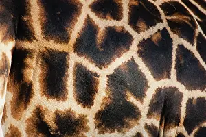 Rothchildi: Rothschild's Giraffe
